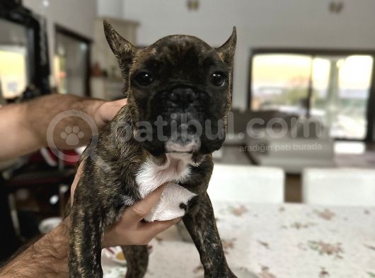 A Kalite Mikro French Bulldog Her Şeyi Ile Hazır