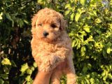 TOY POODLE SAFKAN YAVRULAR