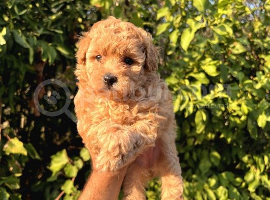 Toy Poodle Safkan Yavrular