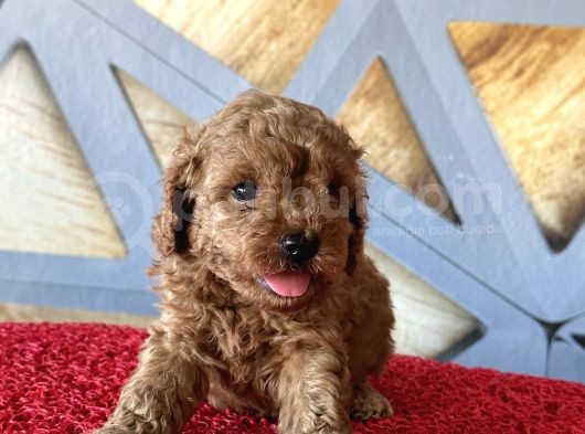 Toy Poodle Safkan Yavrular görsel