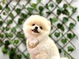 Teacup Orjinal Pomeranian Boo Bebeğim