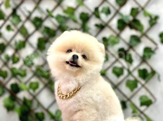 Teacup Orjinal Pomeranian Boo Bebeğim görsel