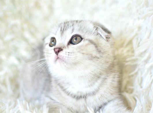 Best Klas Ns25 Scottish Fold Yavrumuz görsel