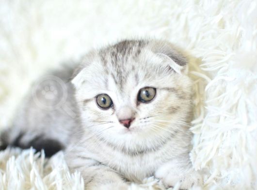 Best Klas Ns25 Scottish Fold Yavrumuz