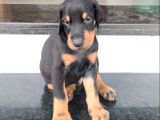 SAFKAN ÜRETİMDEN KİNG DOBERMAN YAVRULARI