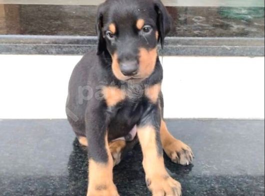 Safkan Üreti̇mden Ki̇ng Doberman Yavrulari