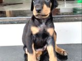 Safkan Üreti̇mden Ki̇ng Doberman Yavrulari
