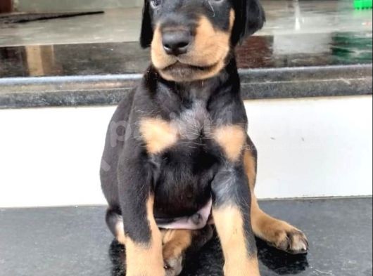 Safkan Üreti̇mden Ki̇ng Doberman Yavrulari görsel