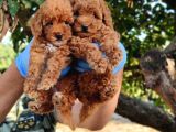 VONALP PET GARANTISIYLE SAFKAN TOY POODLE YAVRULARIMIZ