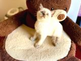 Bluepoi̇nt Bri̇ti̇sh Shorthai̇r Bebeği̇mi̇z