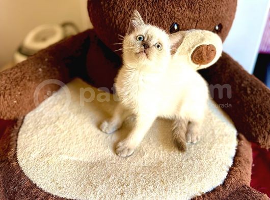 Bluepoi̇nt Bri̇ti̇sh Shorthai̇r Bebeği̇mi̇z görsel
