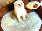 BLUEPOİNT SCOTTİSH FOLD YAVRUMUZ