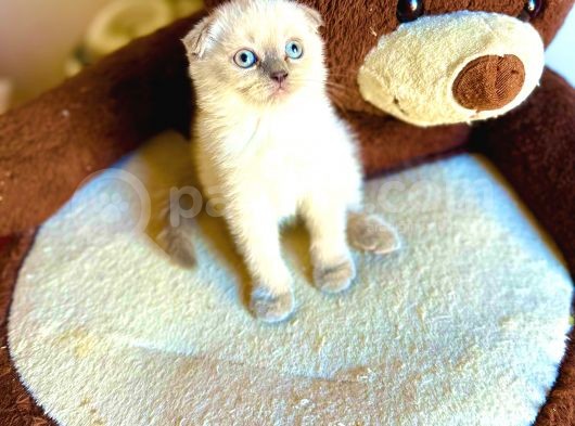 Bluepoi̇nt Scotti̇sh Fold Yavrumuz
