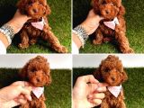 Kore Kan Toy Poodle