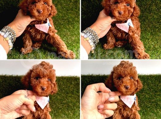 Kore Kan Toy Poodle görsel