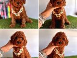 Kore Kan Toy Poodle