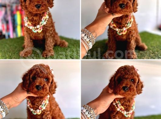Kore Kan Toy Poodle görsel