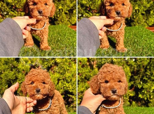 Kore Kan Toy Poodle