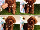 Kore Kan Toy Poodle