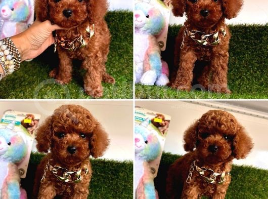 Kore Kan Toy Poodle görsel