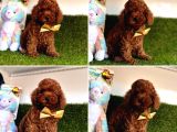 Kore Kan Toy Poodle