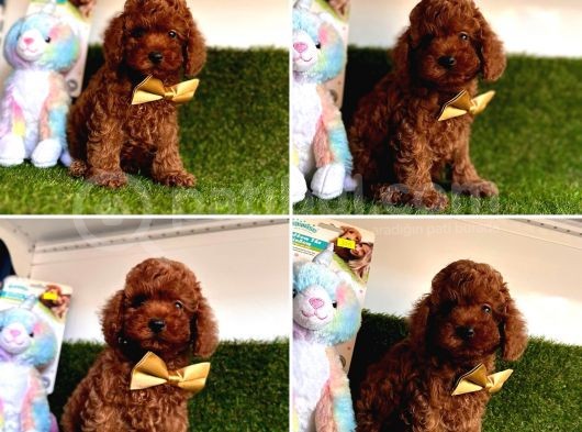Kore Kan Toy Poodle görsel