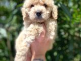 Güzel Yüzlü Maltipoo Bebeklerimiz