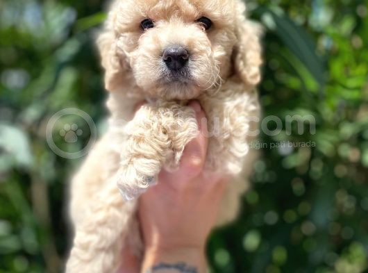 Güzel Yüzlü Maltipoo Bebeklerimiz görsel