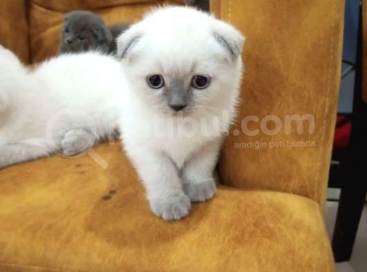 Bluepoi̇nt Scotti̇sh Fold Yavrumuz görsel