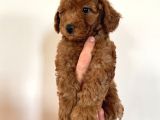 Dişi Red Brown Toy Poodle