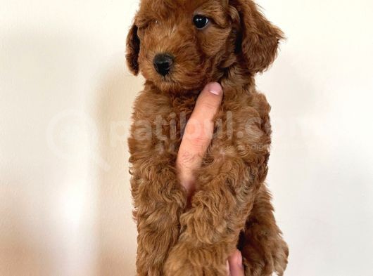Dişi Red Brown Toy Poodle görsel