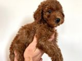Dişi Red Brown Toy Poodle