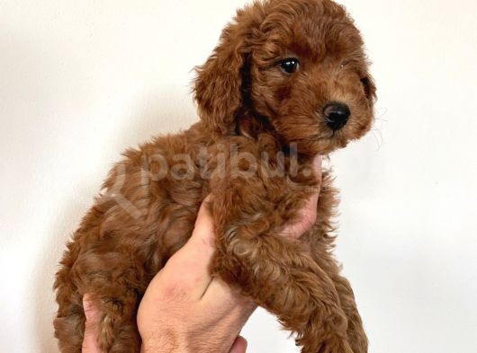 Dişi Red Brown Toy Poodle görsel