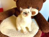 Bluepoi̇nt Bri̇ti̇sh Shorthai̇r Bebeği̇mi̇z