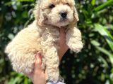 Güzel Yüzlü Maltipoo Bebeklerimiz