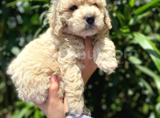 Güzel Yüzlü Maltipoo Bebeklerimiz görsel