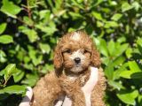 Maltipoo Yavrularım Sağlık Ve Irk Garantilidir