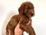 Dişi Red Brown Toy Poodle