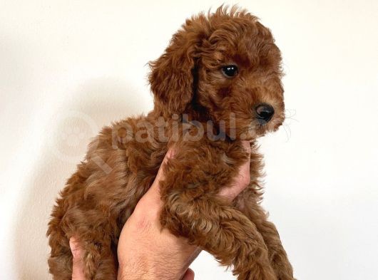 Dişi Red Brown Toy Poodle görsel