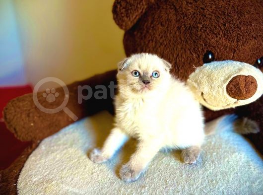 Bluepoi̇nt Scotti̇sh Fold Yavrumuz görsel