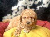Erkek Ve Dişi 2 Aylık Show Kalite Toy Poodle Yavrular
