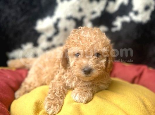 Erkek Ve Dişi 2 Aylık Show Kalite Toy Poodle Yavrular