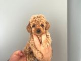 Irk Ve Sağlık Garantili Maltipoo Yavrular