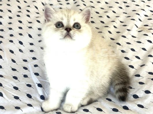 Mükemmel Güzelli̇kteki̇ Yavrularimiz Vonalp Pet Güvencesi̇yle