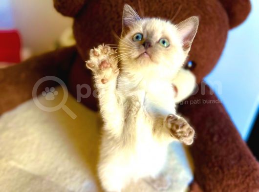 Bluepoi̇nt Bri̇ti̇sh Shorthai̇r Bebeği̇mi̇z görsel
