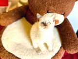 BLUEPOİNT BRİTİSH SHORTHAİR BEBEĞİMİZ