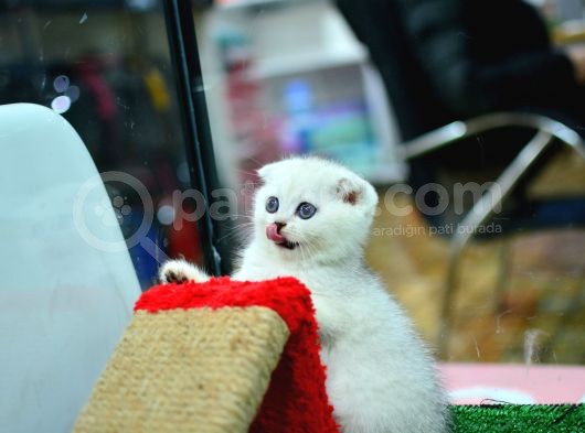 Muhteşem Yüz Hattına Sahip Silver Scottish Fold görsel