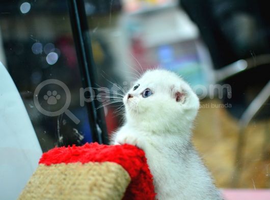 Muhteşem Yüz Hattına Sahip Silver Scottish Fold görsel