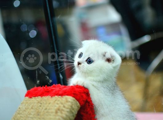 Muhteşem Yüz Hattına Sahip Silver Scottish Fold görsel