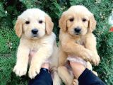 BABY FACE GOLDEN YAVRULARIMIZ VONALP PET GÜVENCESİYLE